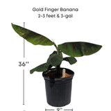 Gold Finger Banana plant with dimensions and Everglades Farm logo on a white background