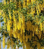 Golden Rain Tree (Koelreuteria paniculata) with hanging yellow flowers against a clear sky