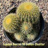 Golden Barrel Cactus