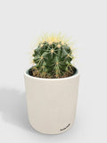Golden Barrel Cactus 'Echinocactus Grusonii'