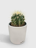 Golden Barrel Cactus 'Echinocactus Grusonii'