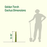 Illustration of a cactus with dimensions labeled and a silhouette of a person for scale.