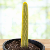 Tall yellow Golden Torch Cactus cactus in a pot on a wooden surface with a blurred natural background