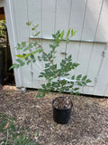 Golden Rain Tree (Koelreuteria paniculata) in a pot against a white wall