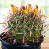 Ferocactus Gracilis with red spines in a pot on a wooden surface