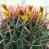 Close-up of a Ferocactus Gracilis with red spines and green body