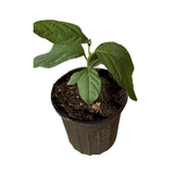 Small potted plant with green leaves on a white background