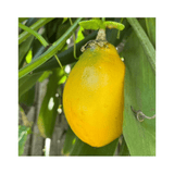 Yellow fruit hanging from a tree with green leaves