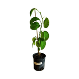 Potted Giant Granadilla Plant with green leaves on a white background