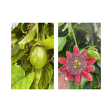 Passion fruit on a vine and a close-up of a passion flower with green leaves.