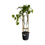 Potted Giant Granadilla Plant with green leaves on a white background
