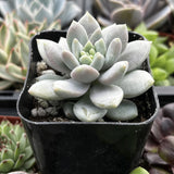 Graptopetalum 'Petal plant in a black pot surrounded by other plants