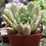 Graptoveria 'Bashful' plant in a red pot with blurred background