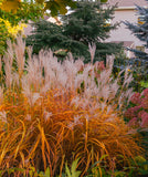 Miscanthus Purpurascens - Flame Grass - 3 bareroot plants