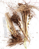 Gracillimus Maiden Grass