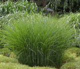 A dense clump of Gracillimus Maiden Grass with long, slender green blades growing in a garden bed, surrounded by low green ground cover and blurred foliage in the background.