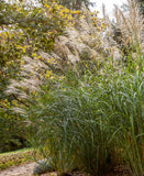 Silberfeder Silver Feather Grass