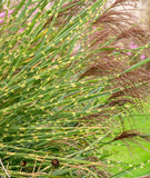 Ornamental Zebra Grass clump with green sword-like leaves, yellow banding at the nodes, and feathery brown seed heads, photographed outdoors against a blurred green and tan background.