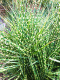 Zebra Grass