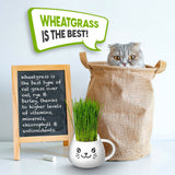 A gray cat peeks out of a large burlap sack next to a small chalkboard sign and a white cat-shaped mug filled with green wheatgrass. A green speech bubble at the top reads 'WHEATGRASS IS THE BEST!'.