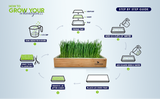 An infographic titled 'HOW TO GROW YOUR wheatgrass' shows a central wooden tray filled with green wheatgrass, surrounded by illustrated step-by-step growing instructions such as soaking seeds, adding water, and placing a lid over the tray.