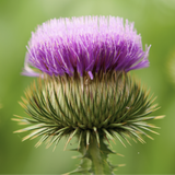 Greater Burdock (Arctium lappa) with a blurred green background