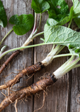 Fresh Greater Burdock (Arctium lappa)with leaves on a wooden surface