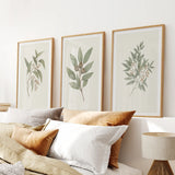Three framed botanical prints on a wall above a bed with pillows and a lamp.