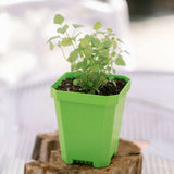 Small green 5" Nursery Pots with Insert Tray on a wooden block with a blurred background
