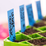 Seedling labels in a green tray with soil, blurred background
