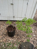 Acer palmatum Green Cascade in front of a gray storage unit