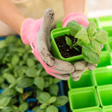 Person holding a small green plant in a pot with gardening gloves on, surrounded by plants.