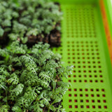 Green plants in a pot with a green perforated tray in the background 1020 Mesh Trays Shallow Extra Strength Colors -  1" Deep