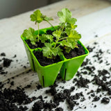 Small green seedlings in a green plastic tray on a wooden surface with soil.