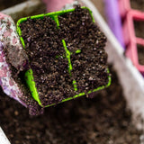 Green seedling tray with soil over a blurred background