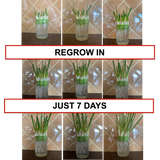 A collage showing three small glass jars with green onion or scallion sprouts regrowing over time, with text reading 'REGROW IN' and 'JUST 7 DAYS' on a tiled wall background.