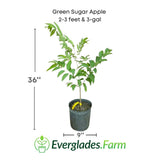 Green Sugar Apple plant in a pot with dimensions