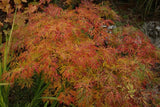 Acer palmatum Green Cascade with red and green leaves on a natural background