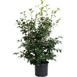 Greensboro Red Camellia