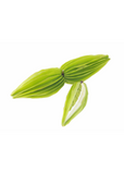 Bitter Leaf Tree (Gymnanthemum extensum)