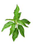 Bitter Leaf Tree (Gymnanthemum extensum) on a white background