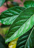 Close-up of a Bitter Leaf Tree (Gymnanthemum extensum) leaf with water droplets on a blurred natural background