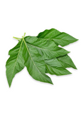 Bitter Leaf Tree (Gymnanthemum extensum) on a white background