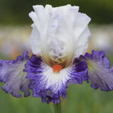 Gypsy Lord Bearded Iris White and purple iris flower with a red center on a blurred green background