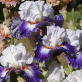 Close-up of white and purple Gypsy Lord Bearded Iris flowers with a blurred background