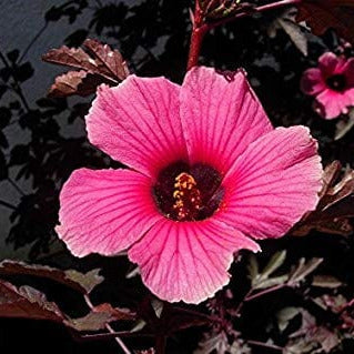Close-up of a African Rose Hibiscus with dark center against a blurred natural background