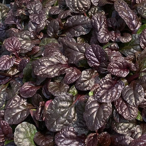 Ajuga Feathered Friends™ 'Fierce Falcon' PPAF - Qt. Pots - Flat of 10