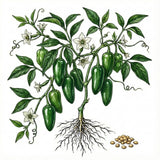 Illustration of a jalapeño pepperHOT PEPPER Seeds, Jalapeño plant with green peppers, leaves, and roots. 