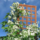 72-inch Outdoor Modern Wooden Garden Trellis in Cedar Wood Color - FREE SHIPPING
