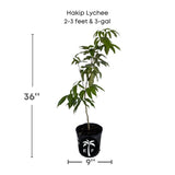 Hakip Lychee plant in a pot with dimensions and brand logo on a white background